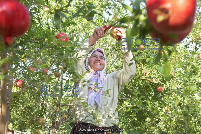  : Pomegranate