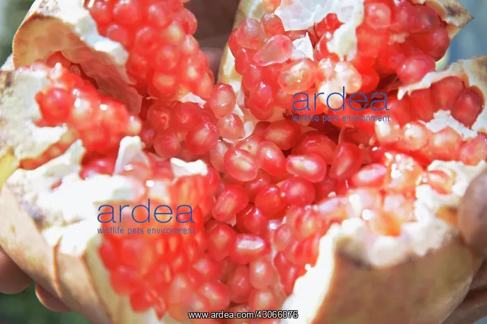 : Pomegranate : Pomegranate