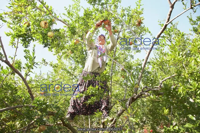 : Pomegranate : Pomegranate
