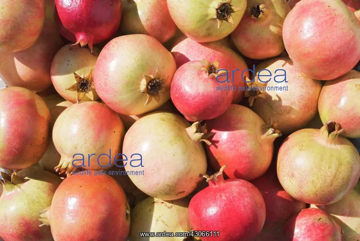 : Pomegranate : Pomegranate