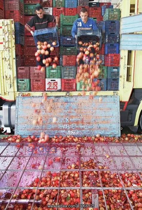 : Pomegranate : Pomegranate