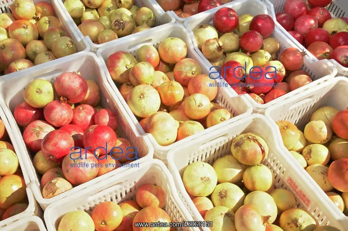 : Pomegranate : Pomegranate
