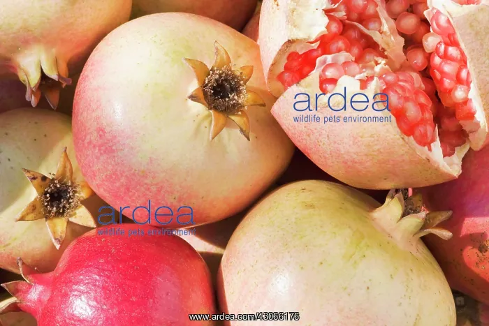 : Pomegranate : Pomegranate