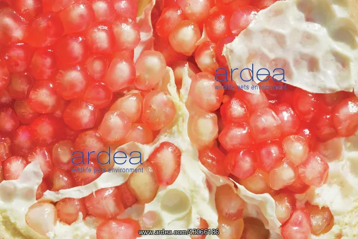 : Pomegranate : Pomegranate