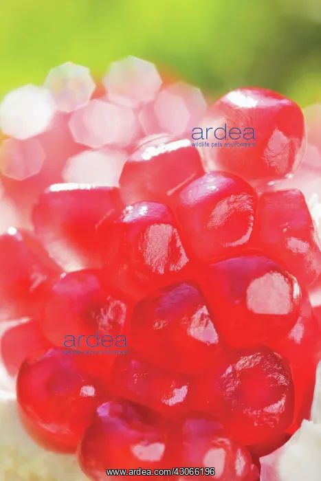 : Pomegranate : Pomegranate