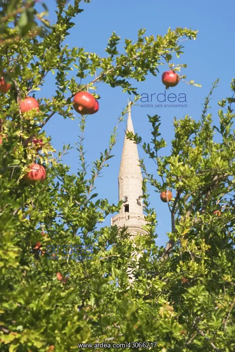 : Pomegranate : Pomegranate