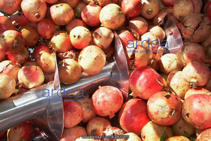 : Pomegranate : Pomegranate