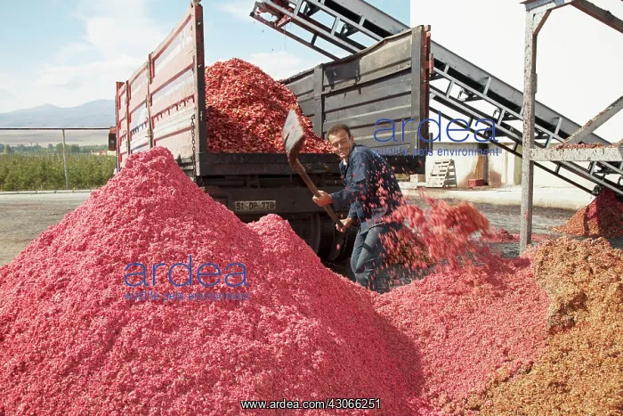 : Pomegranate : Pomegranate
