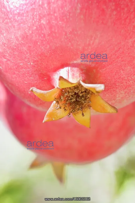 : Pomegranate : Pomegranate