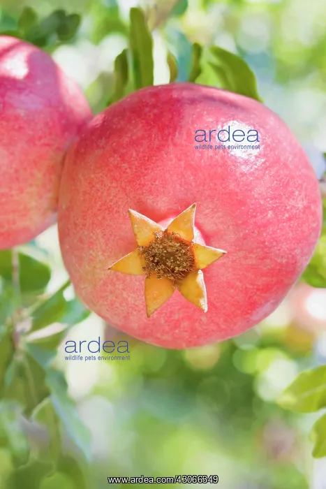 : Pomegranate : Pomegranate