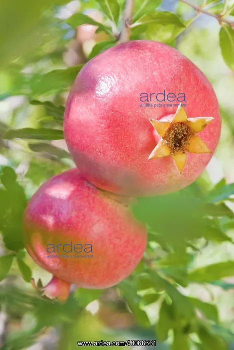  : Pomegranate