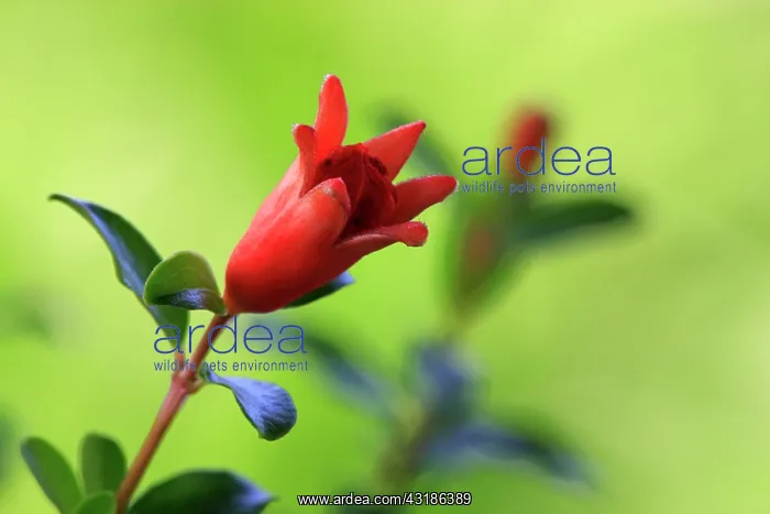 : Pomegranate blossom (Punica granatum) : Pomegranate blossom (Punica granatum)