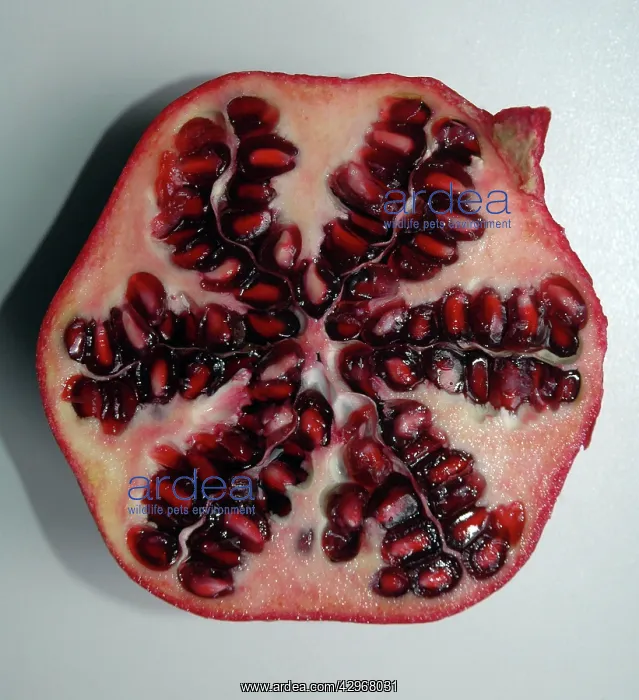 : Pomegranate fruit in transverse section : Pomegranate fruit in transverse section