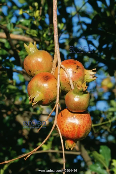 : Pomegranate - several fruits on branch : Pomegranate - several fruits on branch