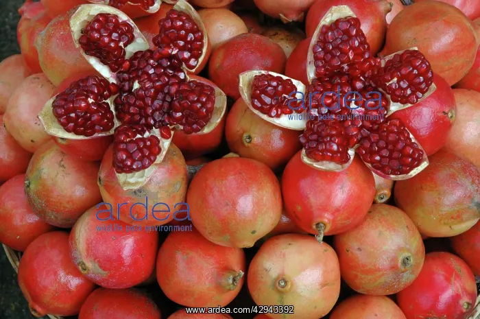 : Pomegranate: opened to show seeds within sweet jelly : Pomegranate: opened to show seeds within sweet jelly