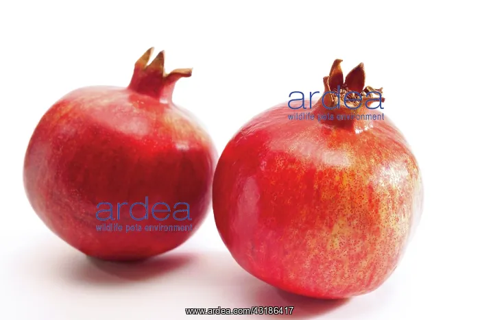 : Pomegranate (Punica granatum) : Pomegranate (Punica granatum)