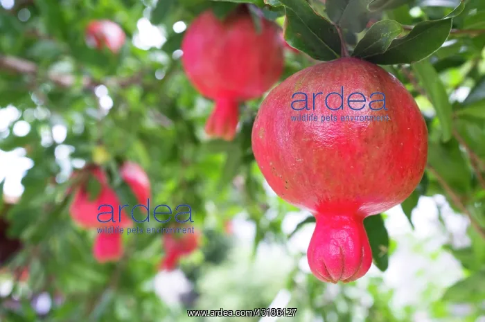: Pomegranate (Punica granatum) fruits growing on : Pomegranate (Punica granatum) fruits growing on