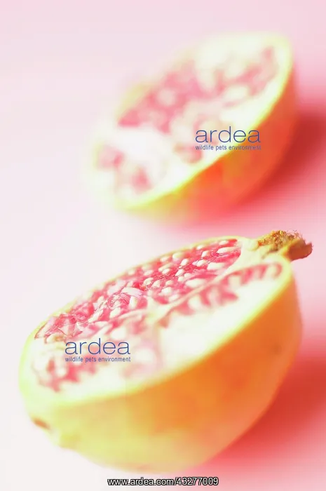 : Pomegranate, Punica granatum, Studio shot of fruit : Pomegranate, Punica granatum, Studio shot of fruit