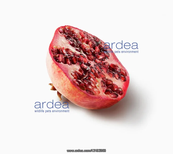 : Pomegranate, Punica granatum, Side view of one fruit : Pomegranate, Punica granatum, Side view of one fruit