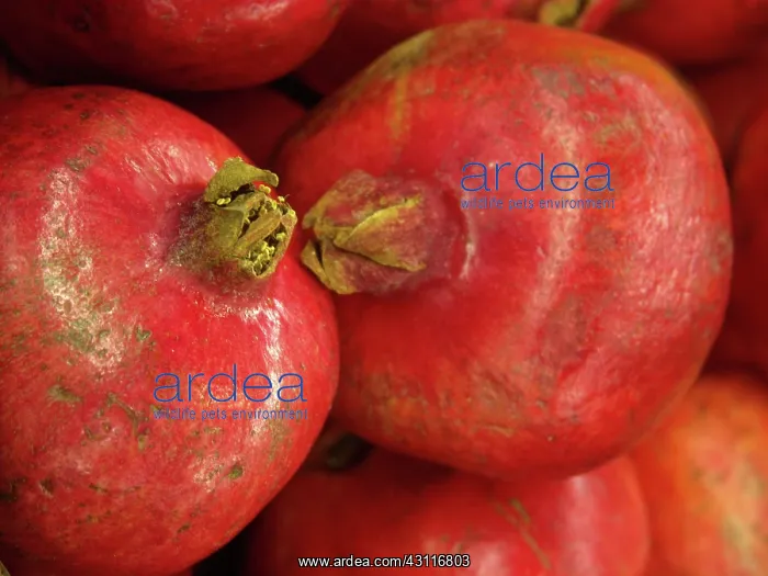  : Pomegranates