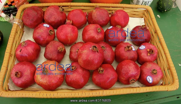 : Pomegranates : Pomegranates