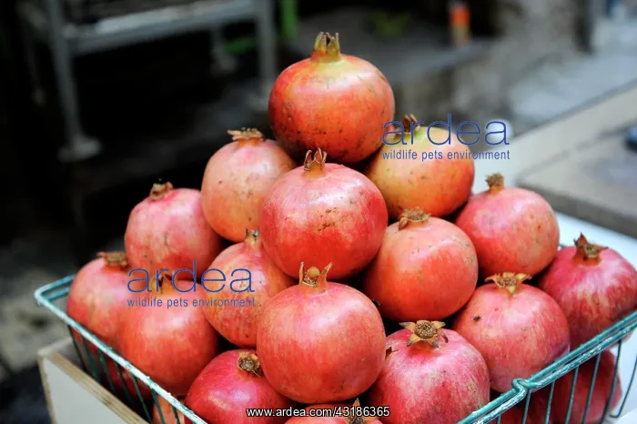 : Pomegranates at the market in Acre, Israel, Middle : Pomegranates at the market in Acre, Israel, Middle