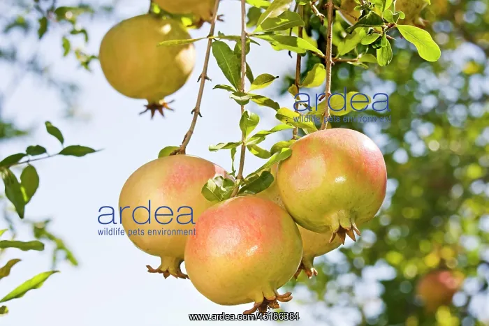 : Pomegranates in the valley of Karahac?l?, Turkey : Pomegranates in the valley of Karahac?l?, Turkey