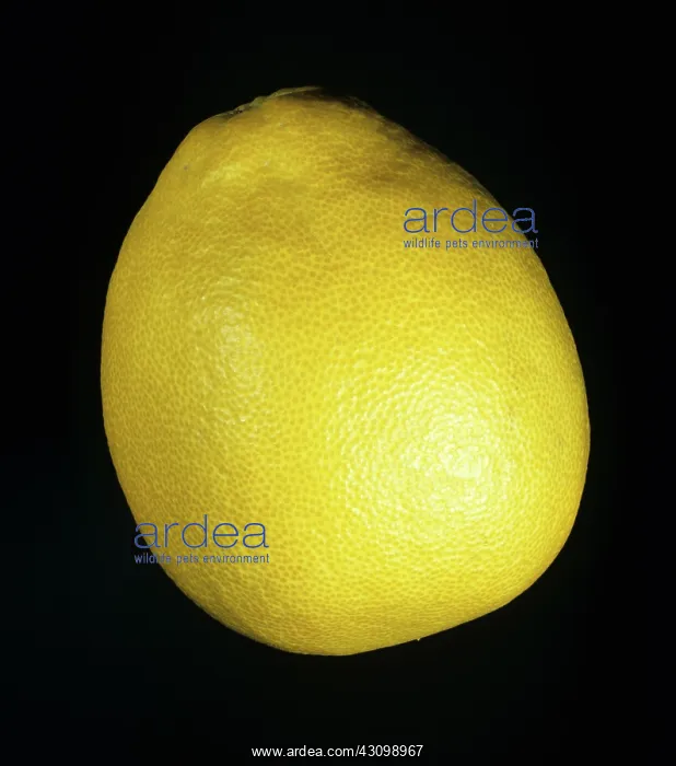 : Whole Pomelo Fruit : Whole Pomelo Fruit