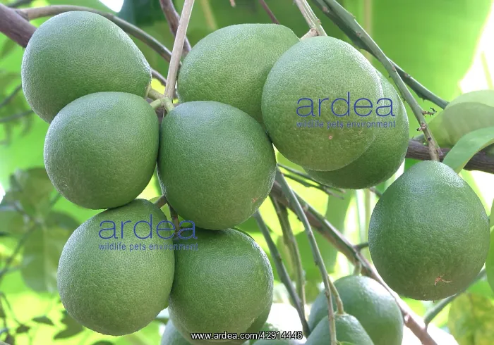 : Pomelo / Pommelo / Shaddock - edible citrus fruit : Pomelo / Pommelo / Shaddock - edible citrus fruit