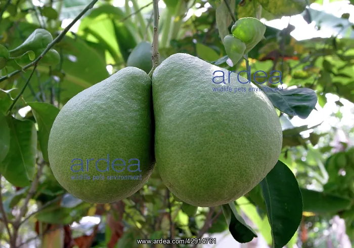 : Pomelo / Pommelo / Shaddock - edible citrus fruit : Pomelo / Pommelo / Shaddock - edible citrus fruit