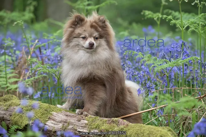 : Pomeranian ( brown roan ) in Bluebells : Pomeranian ( brown roan ) in Bluebells