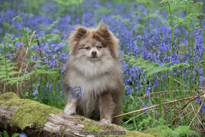 : Pomeranian ( brown roan ) in Bluebells : Pomeranian ( brown roan ) in Bluebells
