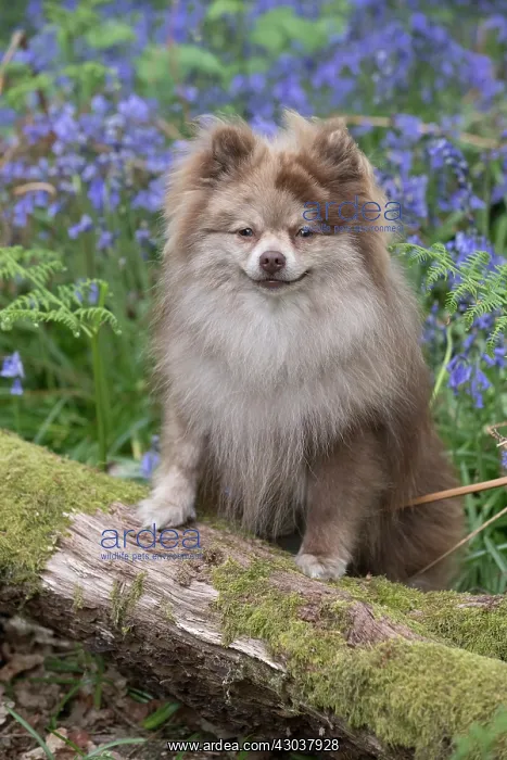: Pomeranian ( brown roan ) in Bluebells : Pomeranian ( brown roan ) in Bluebells