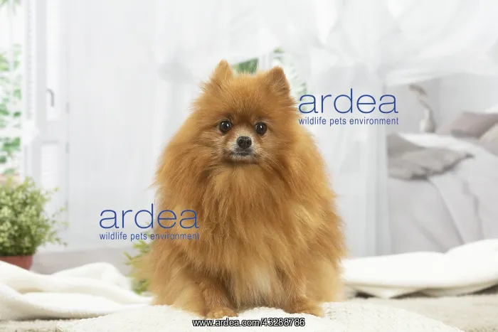 : Pomeranian dog indoors : Pomeranian dog indoors
