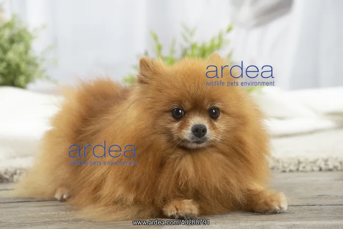 : Pomeranian dog indoors : Pomeranian dog indoors