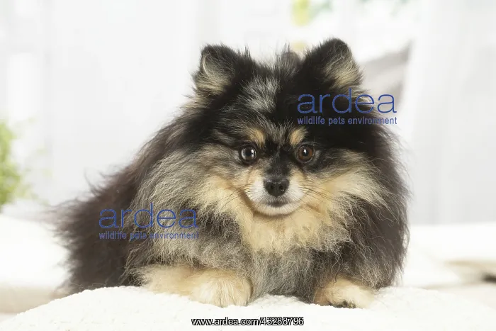  : Pomeranian dog indoors