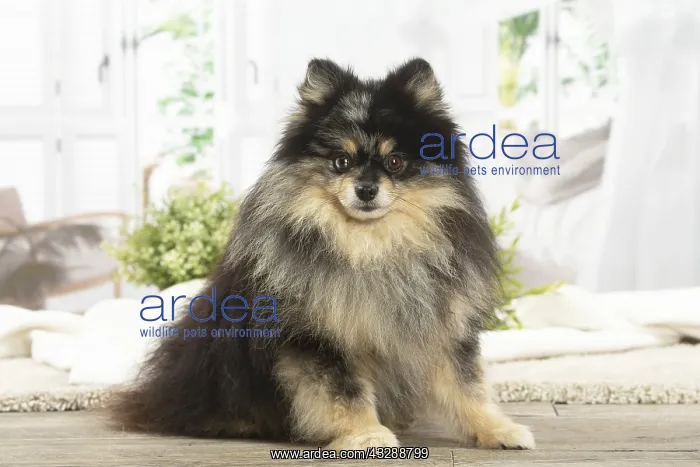 : Pomeranian dog indoors : Pomeranian dog indoors