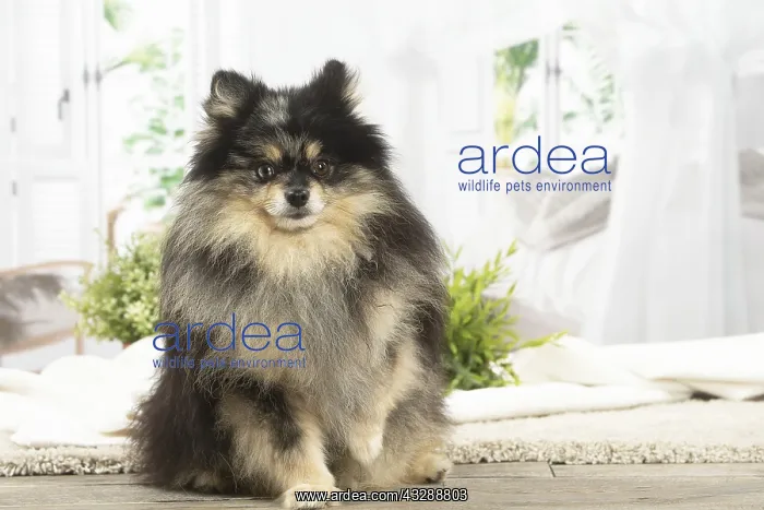 : Pomeranian dog indoors : Pomeranian dog indoors