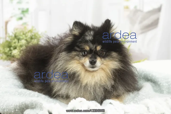  : Pomeranian dog indoors