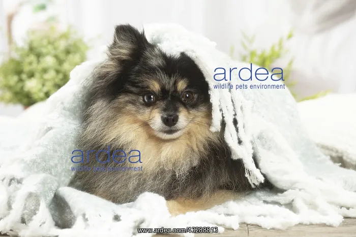 : Pomeranian dog indoors : Pomeranian dog indoors