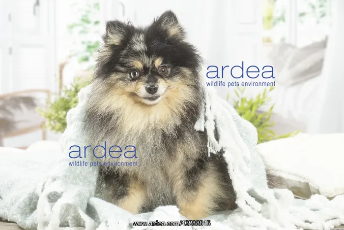 : Pomeranian dog indoors : Pomeranian dog indoors