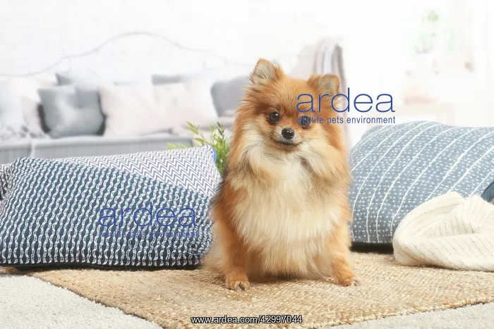 : Pomeranian dog indoors in the living room : Pomeranian dog indoors in the living room