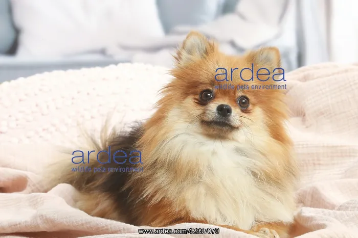: Pomeranian dog indoors in the living room : Pomeranian dog indoors in the living room