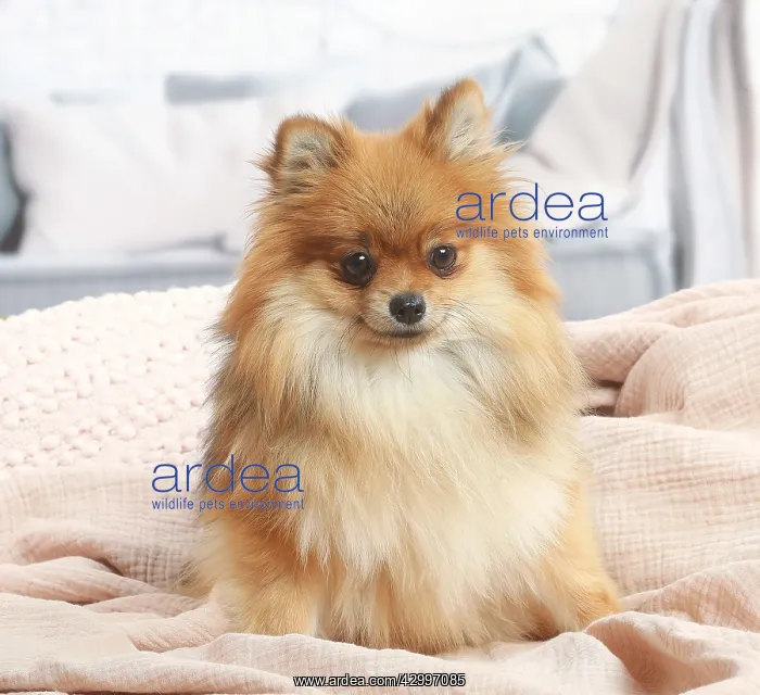 : Pomeranian dog indoors in the living room : Pomeranian dog indoors in the living room