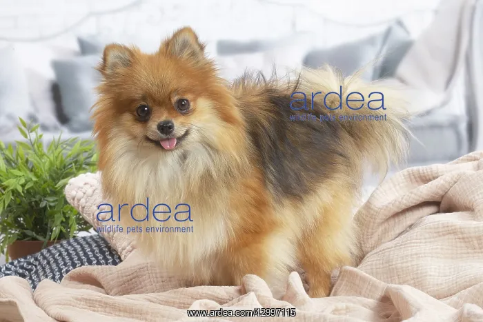 : Pomeranian dog indoors in the living room : Pomeranian dog indoors in the living room