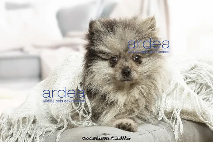 : Pomeranian dog lying down indoors : Pomeranian dog lying down indoors