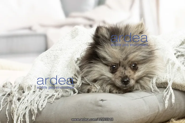 : Pomeranian dog lying down indoors : Pomeranian dog lying down indoors