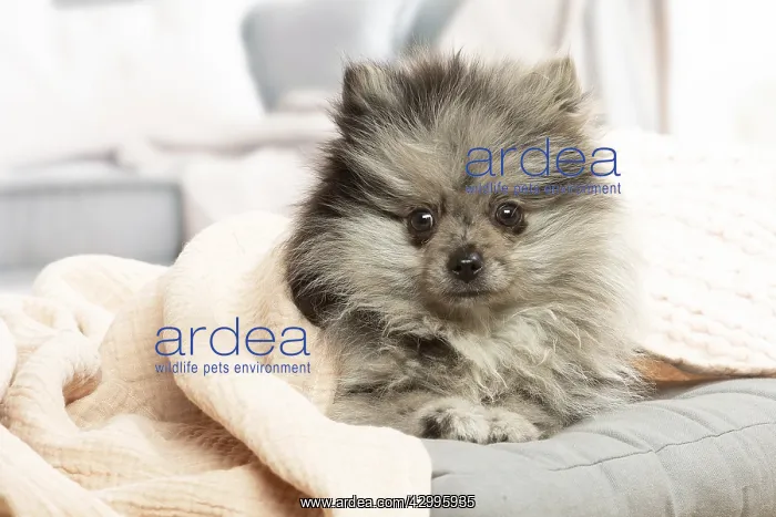 : Pomeranian dog lying down indoors : Pomeranian dog lying down indoors