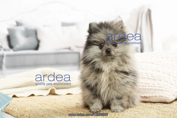 : Pomeranian dog lying down indoors : Pomeranian dog lying down indoors