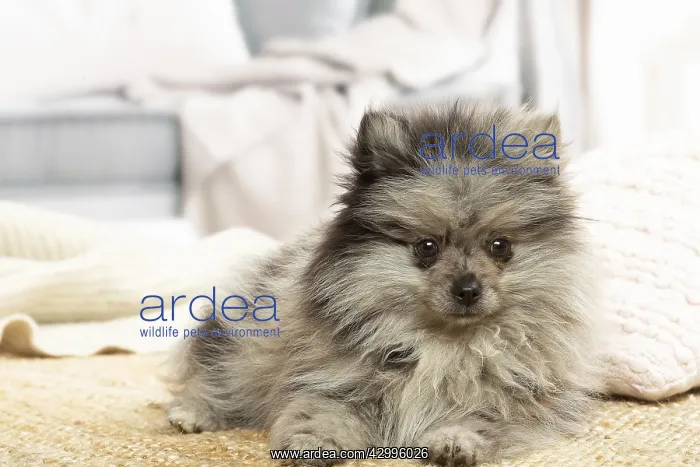 : Pomeranian dog lying down indoors : Pomeranian dog lying down indoors